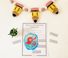 Load image into Gallery viewer, Science Learning Toolbox #3