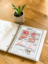 Load image into Gallery viewer, Early Learning Toolbox #8- The Skeletal System, Anatomy, The 5 Senses & Body Parts