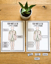 Load image into Gallery viewer, Science Learning Toolbox #1: Master the Body Systems