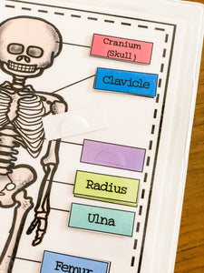 Early Learning Toolbox #8- The Skeletal System, Anatomy, The 5 Senses & Body Parts
