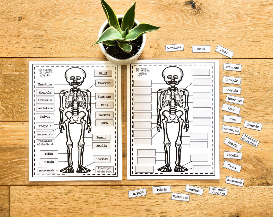 Science Learning Toolbox #1: Master the Body Systems